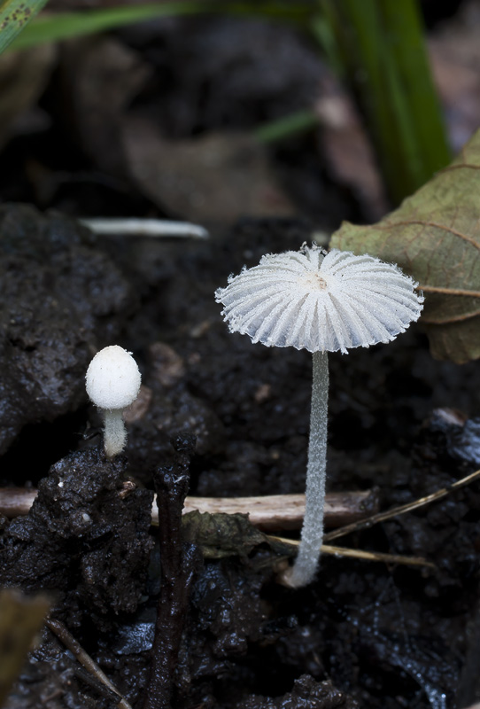 Coprinopsis candidatus